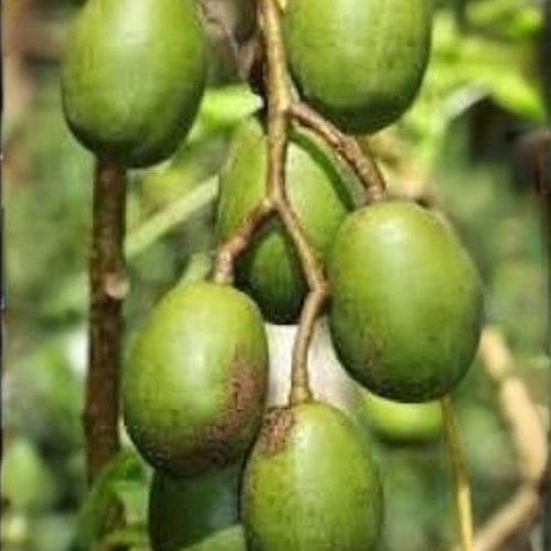 স্বাদে ভরা টক মিষ্টি আমড়ার আচার - Image 3